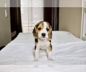 Beagle Puppy for sale in ORANGE PARK, FL, USA