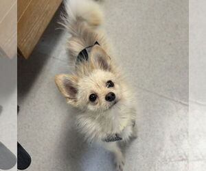 Mutt Dogs for adoption in Rohnert Park, CA, USA
