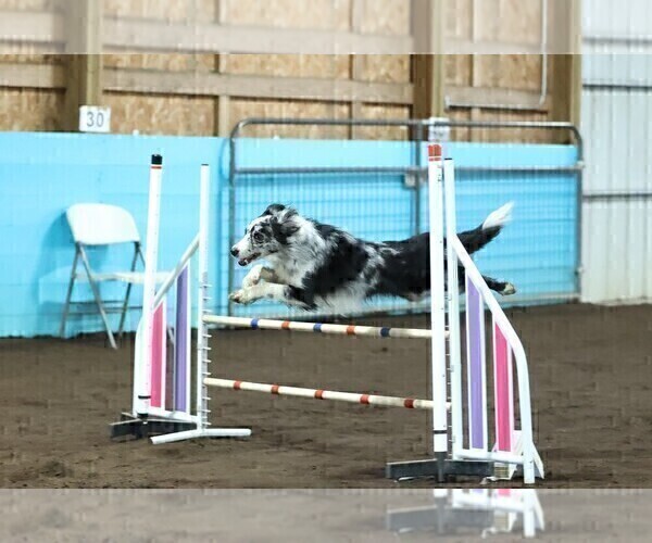 Medium Photo #12 Border Collie Puppy For Sale in MOSIER, OR, USA