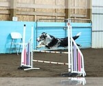 Small #11 Border Collie