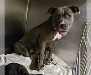 Mutt Dogs for adoption in Riverside, CA, USA