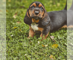 Basset Hound Puppy for sale in GREENVILLE, SC, USA