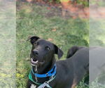 Small #8 Labrador Retriever Mix