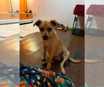 Small Photo #16 Mutt Puppy For Sale in pomfret, CT, USA