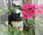 Small Photo #3 Shih Tzu Puppy For Sale in Sioux Falls, SD, USA