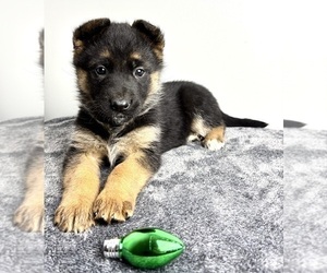 German Shepherd Dog Puppy for sale in INDIANAPOLIS, IN, USA