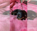 Small Photo #2 Rottweiler Puppy For Sale in OAK GLEN, CA, USA