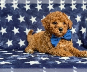 Cavapoo Puppy for sale in LANCASTER, PA, USA