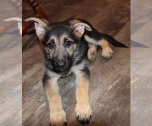 German Shepherd Dog Puppy for sale in BLOOMINGTON, IN, USA