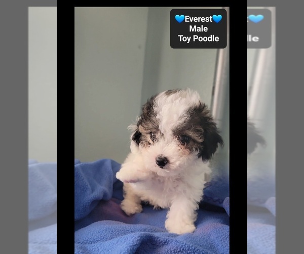 Medium Photo #3 Poodle (Toy) Puppy For Sale in TUCSON, AZ, USA