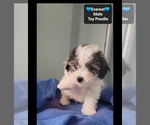 Small #2 Poodle (Toy)