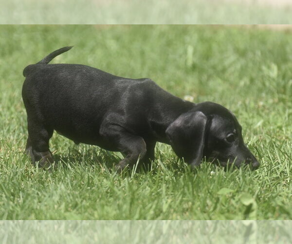Medium Photo #7 Dachshund-Unknown Mix Puppy For Sale in Mechanicsburg, PA, USA