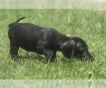 Small #6 Dachshund Mix