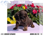 Small #11 Cocker Spaniel