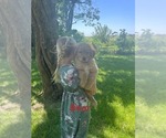 Small Golden Retriever