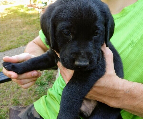 Medium Photo #4 Labrador Retriever Puppy For Sale in SHELTON, WA, USA