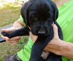 Small Photo #4 Labrador Retriever Puppy For Sale in SHELTON, WA, USA