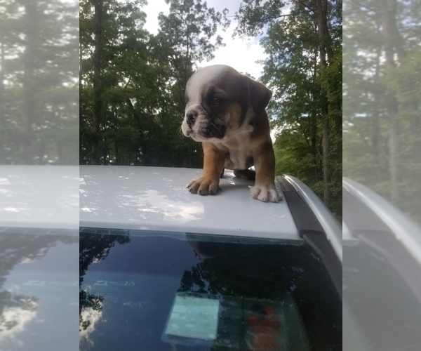 Medium Photo #3 English Bulldog Puppy For Sale in MCMINNVILLE, TN, USA