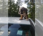 Small Photo #3 English Bulldog Puppy For Sale in MCMINNVILLE, TN, USA