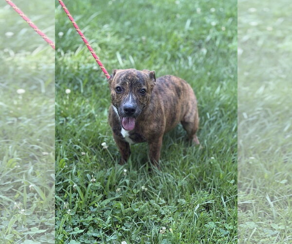Medium Photo #3 Dachshund Puppy For Sale in Yardley, PA, USA