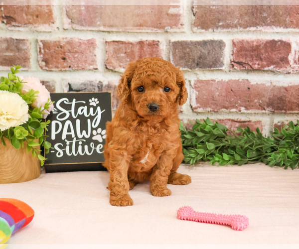 Medium Photo #4 Cavapoo (Miniature) Puppy For Sale in SYRACUSE, IN, USA