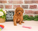 Small #3 Cavapoo (Miniature)