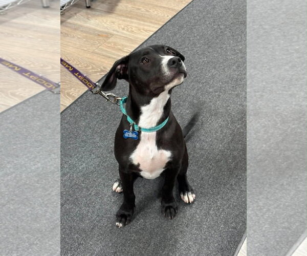 Medium Photo #13 Boxador Puppy For Sale in Sheboygan, WI, USA