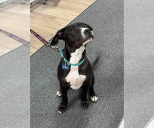 Johnny - Male Boxador Dog for Adoption - Photo #13