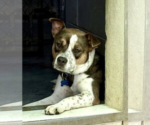 American Staffordshire Terrier-Unknown Mix Dogs for adoption in Spring Lake, NJ, USA