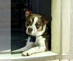 Small American Staffordshire Terrier Mix