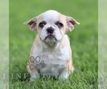 Small #3 French Bulldog