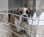 Small Boxer