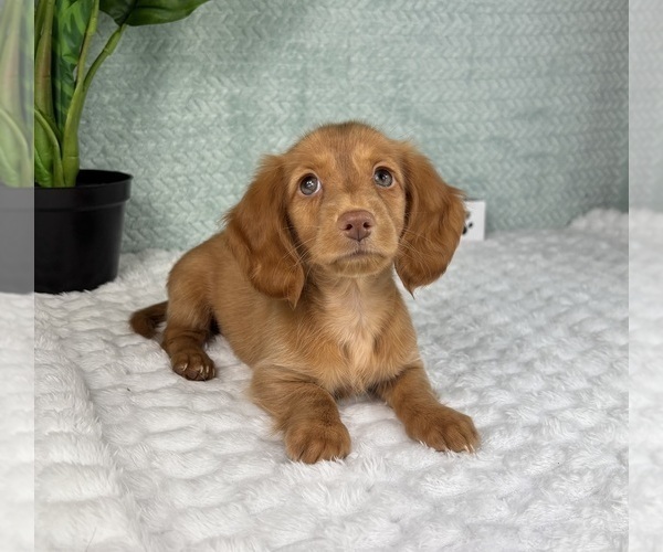 Medium Photo #5 Dachshund Puppy For Sale in FRANKLIN, IN, USA