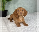 Small #4 Dachshund