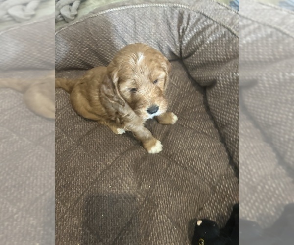 Medium Photo #2 Goldendoodle (Miniature) Puppy For Sale in PLATTE CITY, MO, USA