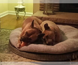 Clyde (bonded to Bonnie) - Male Boxer Dog for Adoption - Photo #6