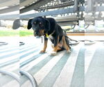 Small #2 Australian Shepherd Mix