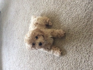 Poochon Puppy for sale in THE COLONY, TX, USA