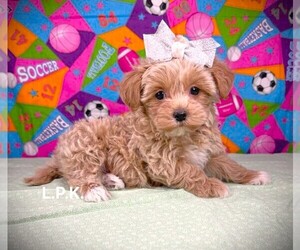 YorkiePoo Puppy for sale in WINNSBORO, LA, USA