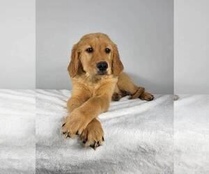 Golden Retriever Puppy for sale in FRANKLIN, IN, USA