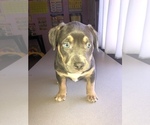 Puppy Icee American Bully