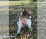 Small #3 Papillon