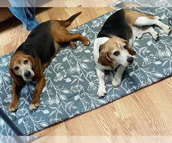 Medium Photo #2 Beagle Puppy For Sale in Rootstown, OH, USA