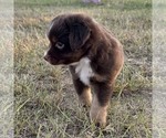 Small #1 Miniature American Shepherd