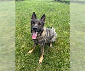 German Shepherd Dog Dogs for adoption in Center Township, PA, USA