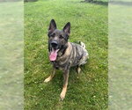 Small German Shepherd Dog
