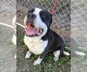 American Pit Bull Terrier-Unknown Mix Dogs for adoption in Pasadena, TX, USA