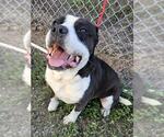 HUDSON - Male American Pit Bull Terrier-Unknown Mix Dog for Adoption - Small photo