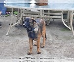 Small Photo #16 Malinois Puppy For Sale in ORCHARDS, WA, USA
