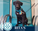 Small #1 Labrador Retriever Mix